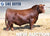 Lot 4: RED U2Q Playboy 2197K - 30 Units