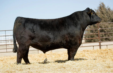 Poss Deadwood - 10 units