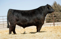 Poss Deadwood - 10 units