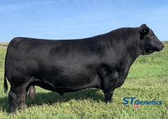 Lot 18: JMC Beretta 1334 W148 - (7 Embryos)