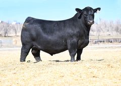 RF Lit Up 357 - 1 unit