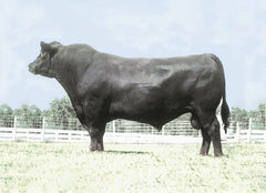 Lot 12: Pine Coulee Patsy A13