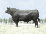Leachman Right Time - 5 units