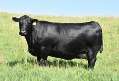 Lot 48: SAC Emblynette 7304 - Flush