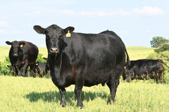 Lot 23: SAC Emblynette 8015 - (Renown - F)