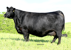 Lot 18: SAC Emblynette 8015