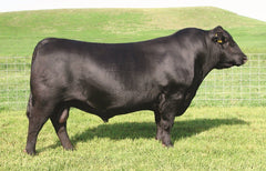 Angus Semen Package - 4184