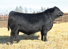 Lot 22: SAV Elba 3514