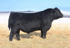 Lot 2: SAC Blackcap May 0243 - (Renew F)