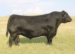 Lot 10: SAV Blackcap May 0624 - (Renown - F)