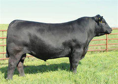 Lot 19: Remitall F Tibbie 51C
