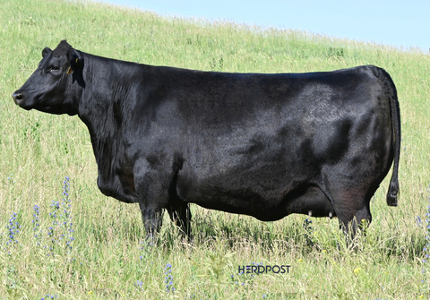 Lot 16: SAV Blackcap May 1583