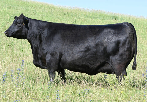 Lot 16: SAV Blackcap May 1583