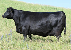 Lot 16: SAV Blackcap May 1583