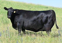 Lot 31: SAV Blackcap May 1583