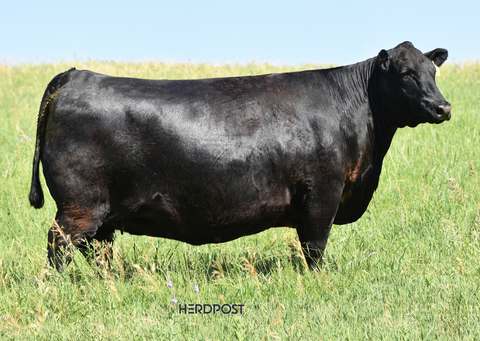 Lot 24: SAV Blackcap May 0624