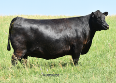 Lot 24: SAV Blackcap May 0624