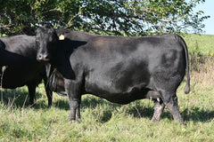 Lot 32: SAV Elba 9132 - (Emerald)
