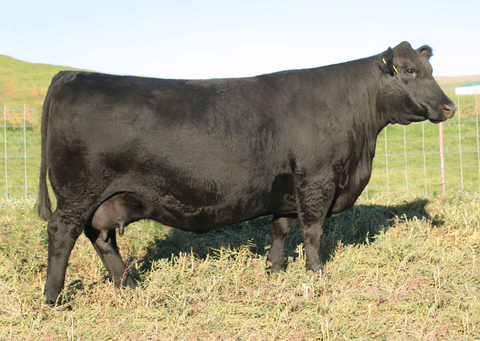 Lot 22: SAV Elba 3514
