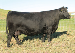 Lot 22: SAV Elba 3514