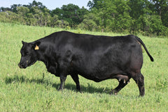 Lot 34: SAV Emblynette 7524 - Flush