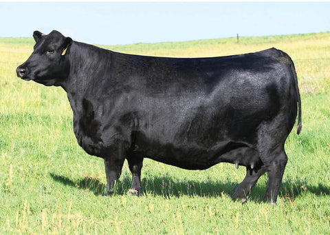 Lot 23: SAC Emblynette 8015 - (Renown - F)