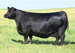 Lot 23: SAC Emblynette 8015 - (Renown - F)