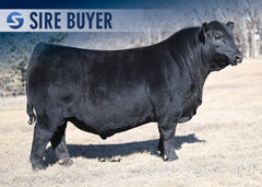 Lot 24: Blackline Blackcap May 8826 - (Gravity)