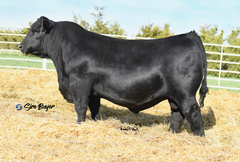 Lot 22: SAV Elba 7598