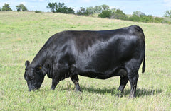 Lot 36: SAV Madame Pride 2572 - Flush