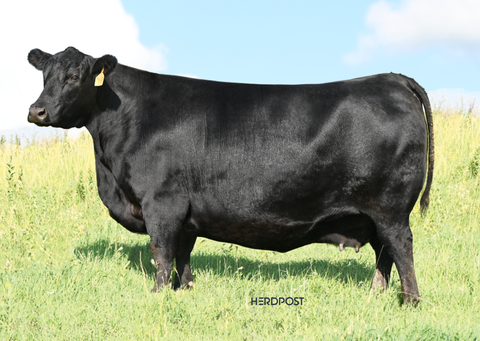 Lot 14: SAV Blackcap May 0640
