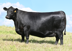 Lot 17: SAV Blackcap May 1583