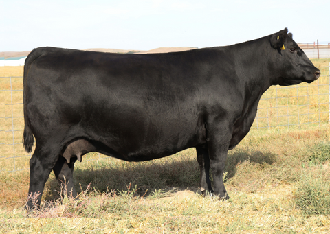 Lot 3: SAV Blackcap May 7809
