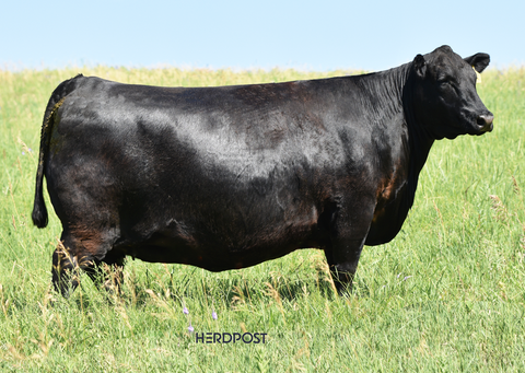 Lot 24: SAV Blackcap May 0624