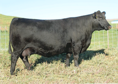 Lot 14: SAV Elba 3514