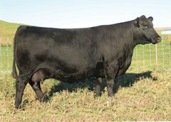 Lot 14: SAV Elba 3514