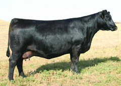 Lot 1: SAV Elba 4236