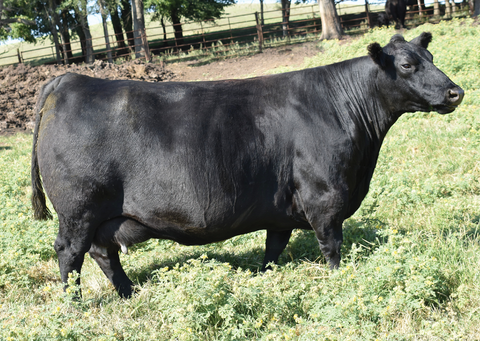 Lot 23: SAV Emblynette 1075