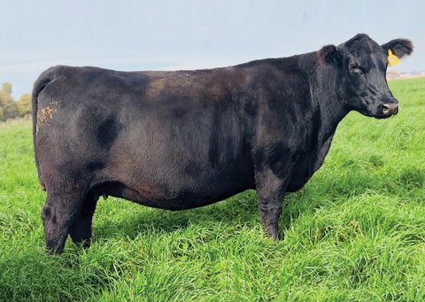 Lot 24: SAV Emblynette 3068