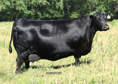 Lot 5: SAC Emblynette 7304