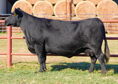 Lot 23: SAV Erica 8622