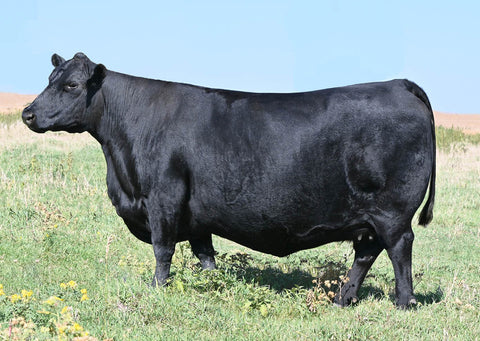 Lot 38: SAV Erica 8622 - Flush