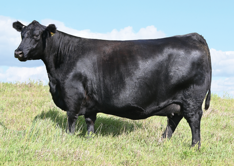 SAV Madame Pride 2572 - Flush