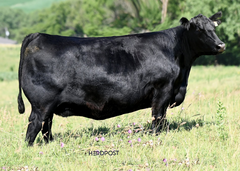 Lot 26: SAV Madame Pride 2572