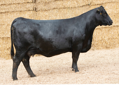 Lot 4: SAV Madame Pride 3001