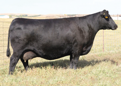 Lot 5: SAV Madame Pride 5810