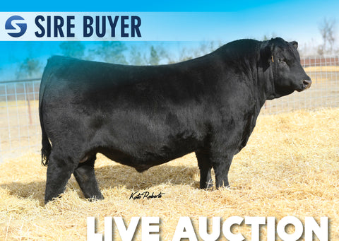 Lot 13: SAV Magnify 1107 - 30 Units
