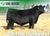 Lot 8: Pine Coulee Patsy A13 - 3 Embryos