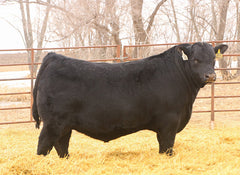 Lot 21: SAV Blackcap May 1583 - (3 Embryos)