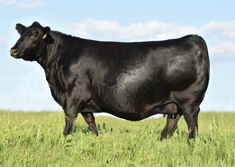 Lot 44: Blackline Emblynette 0440 - Flush